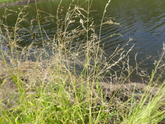 Glyceria arundinacea