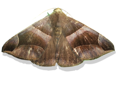 Bastilla