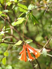 Lonicera pilosa