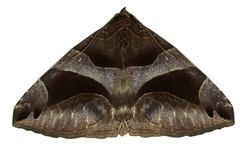 Bastilla arcuata