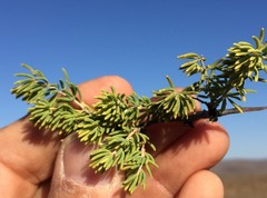 Asparagus mucronatus