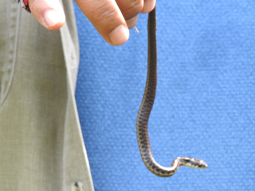 Thamnophis Fulvus (Bocourt, 1893)