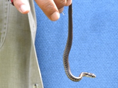 Thamnophis fulvus