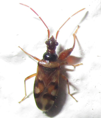 Ethaltomarus rugosus
