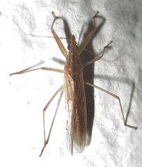 Nabis capsiformis