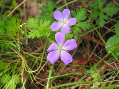 Geranium goldmanii