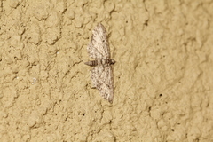 Eupithecia lafontaineata