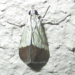 Odontiinae
