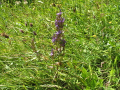 Gentianella austriaca