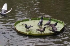 Columba livia domestica