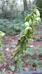 Epipactis phyllanthes