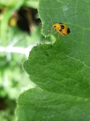 Coleoptera
