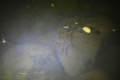 Parathelphusa convexa