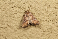 Apamea scoparia