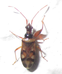 Ethaltomarus rugosus