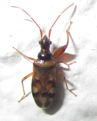 Ethaltomarus rugosus