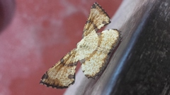 Corymica deducta