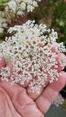 Daucus carota