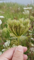 Daucus carota