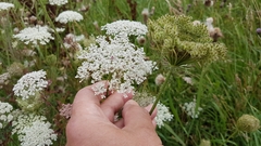 Daucus carota