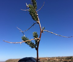 Asparagus mucronatus