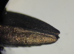 Agrilus pensus