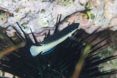 Anampses neoguinaicus