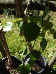 Magnoliopsida