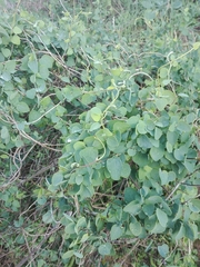 Cissampelos capensis