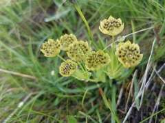 Bupleurum stellatum