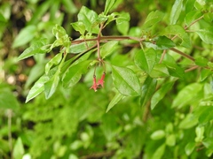 Fuchsia thymifolia