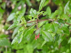 Fuchsia thymifolia
