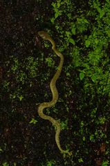 Craspedocephalus gramineus