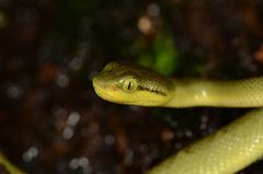 Craspedocephalus gramineus