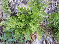 Asplenium cuneifolium