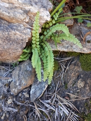 Asplenium adulterinum