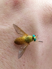 Silvius alpinus