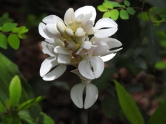 Govenia liliacea