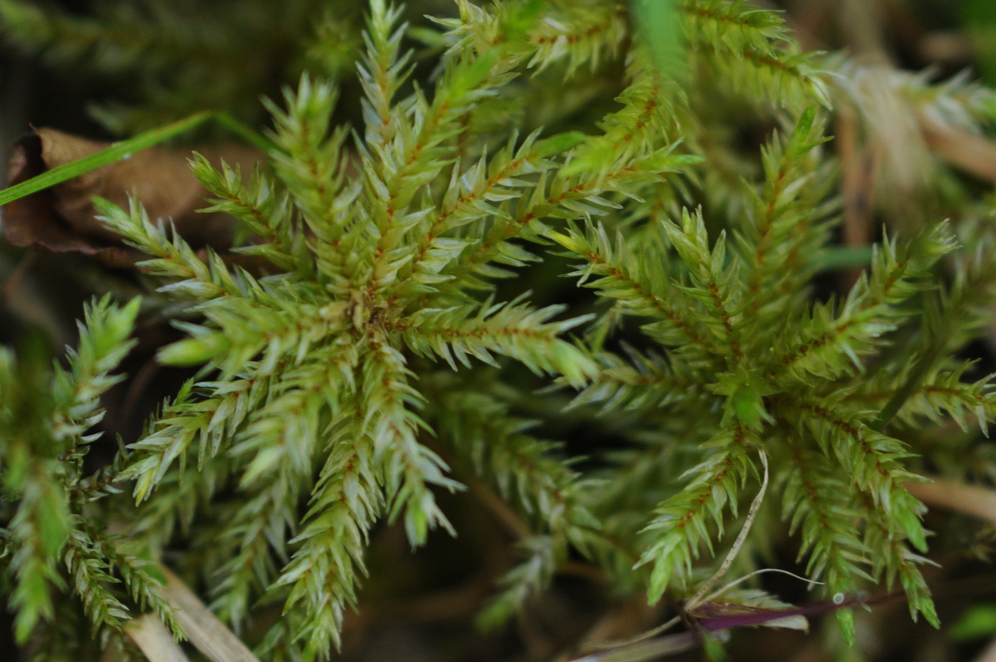 Climacium dendroides