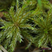 Tree Climacium Moss - Photo (c) Jeremy Barker, some rights reserved (CC BY-NC), uploaded by Jeremy Barker