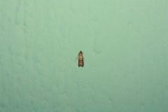 Plodia interpunctella