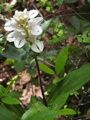 Govenia liliacea