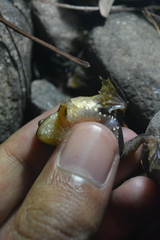 Occidozyga lima