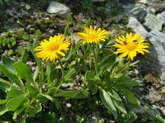 Doronicum clusii