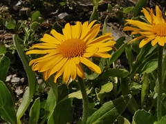 Doronicum clusii