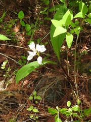 Govenia liliacea