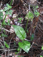 Malaxis brachyrrhynchos