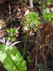 Malaxis brachyrrhynchos