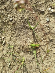 Epipodisma pedemontana