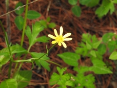 Ranunculus petiolaris